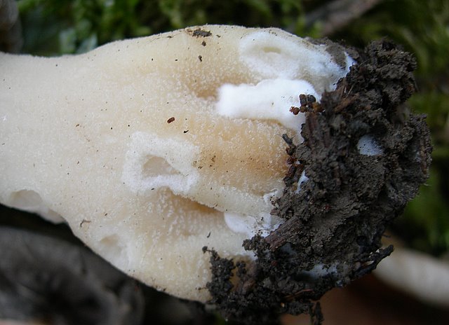 Il Tempo delle Morchelle